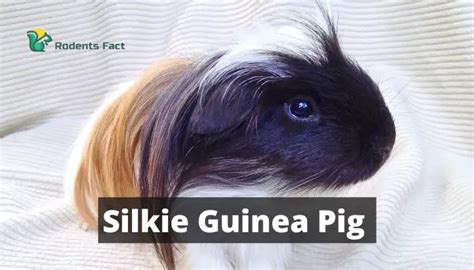 Silkie Guinea Pig: History & Facts | RodentsFact