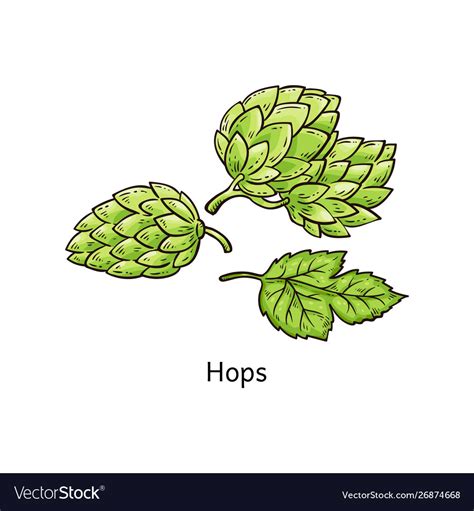 Hops plant drawing - green blossoming hop flower Vector Image