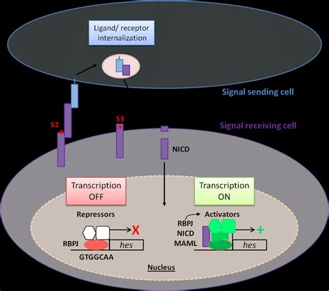 Notch signaling pathway: activation and signal transduction Initially,... | Download Scientific ...