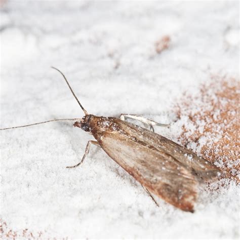 How to Get Rid of Pantry Moths | Planet Natural