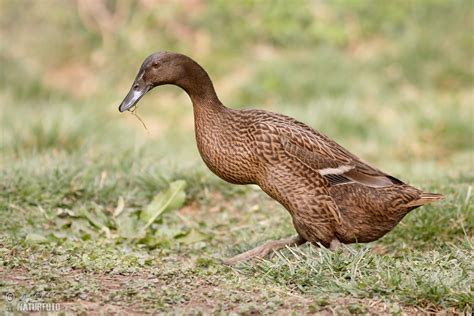 Indian Runner Duck Photos, Indian Runner Duck Images, Nature Wildlife Pictures | NaturePhoto