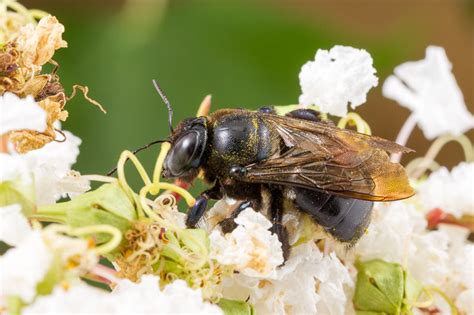 Types of Carpenter Bees - Carpenter Bee Species | Best Bee Brothers