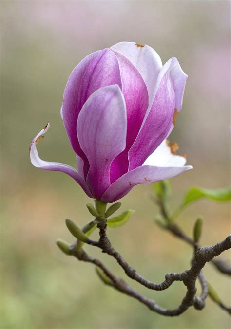 Pink Magnolias | Amazing flowers, Flower pictures, Pretty flowers