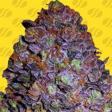 Purple Haze Auto Semillas de Marihuana | Original Sensible