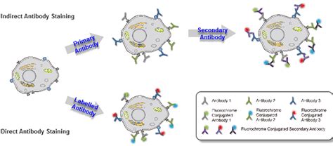 Flow Cytometry (FCM) / FACS Antibody Features