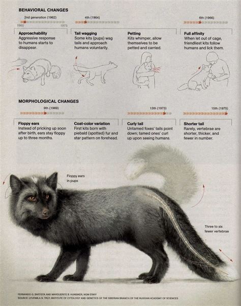 How the Foxes Changed - Domesticated Silver Fox