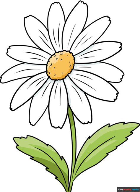 Daisy Flower Drawing