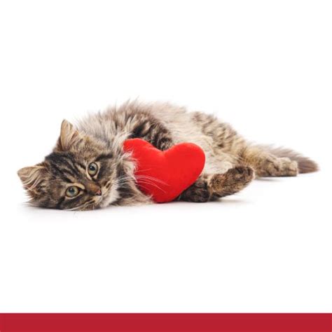 Facts About Your Cat's Heart - PetlifeSA