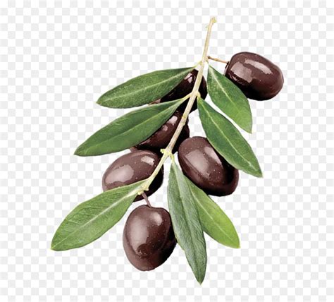 Transparent Olive Branch Clip Art - Olive Tree Branch Png, Png Download - vhv