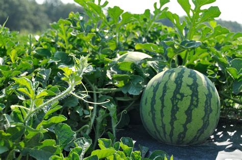 Clemson researchers emphasize fungicides in fight against watermelon ...