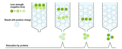 The principle and method of chromatography | MBL Life Sience -ASIA-