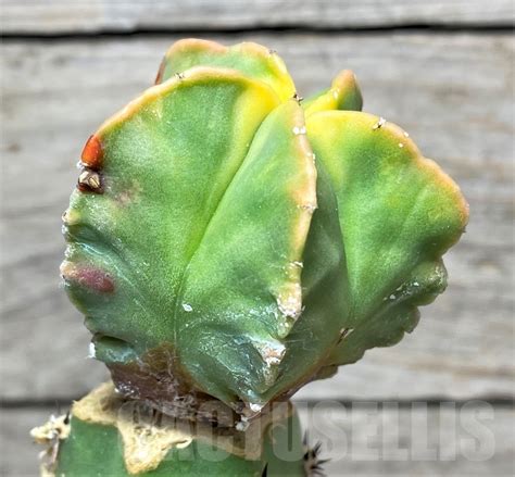 SHPR13589 Astrophytum myriostigma f. variegata, grafted – Кактус онлайн