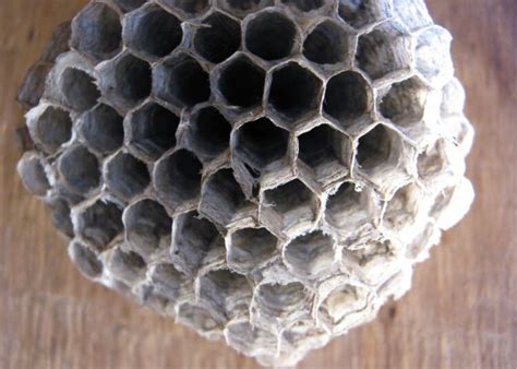 Paper Wasps: Masters of Nest Construction | PestsGuide