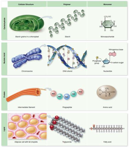 6.4 Macromolecules: Glencoe Biology (with pictures) Flashcards | Quizlet