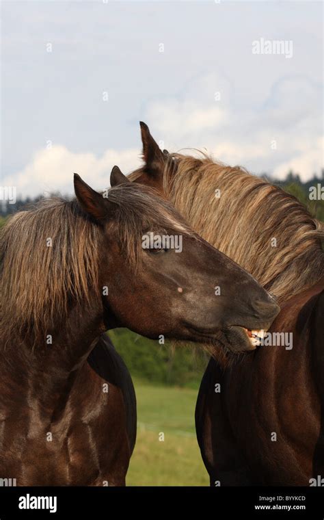 black forest horse Stock Photo - Alamy