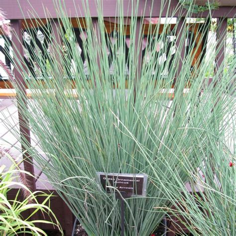 Grass, Juncus Blue Arrows - RCOP