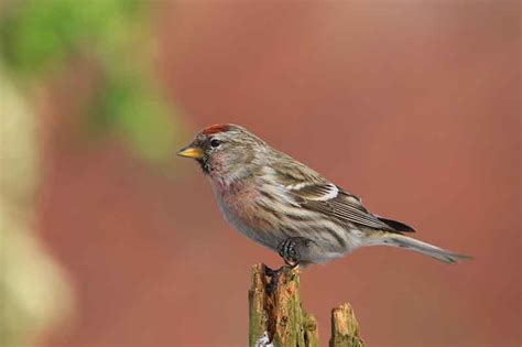 Common Redpoll | Bird Identification Guide | Bird Spot