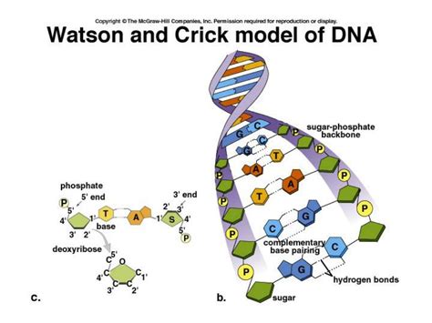 PPT - DNA: Structure and Function PowerPoint Presentation - ID:29919