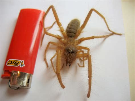 Arachnid Solifugae (Red Roman Spider) | IMG_0264 www.solpugi… | Flickr