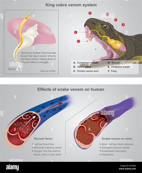 King Cobra Venom