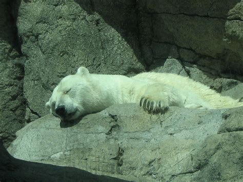 Polar bears hibernate in the summer time. | Winter animals, Polar bear, Polar