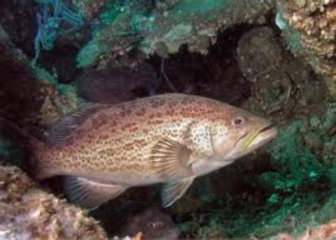 Scamp Grouper Information and Picture | Sea Animals