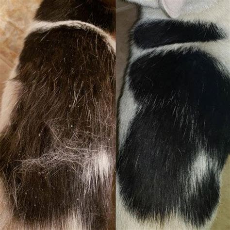 23 Products With Before-And-After Photos For Cat Owners