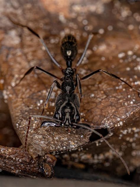 Adult Trap-jaw Ant stock photo. Image of nature, floor - 238166722