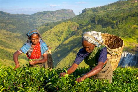 Where To Take A Sri Lanka Tea Plantation Tour | Insight Guides