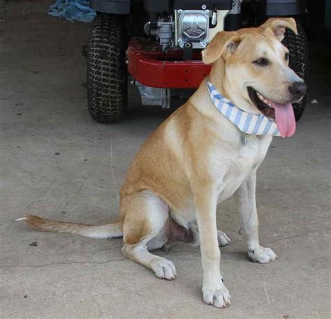 Labrador Akita Mix | PETSIDI