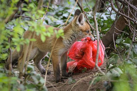 Specialised omnivores – individual red foxes prefer different foods in city and countryside ...