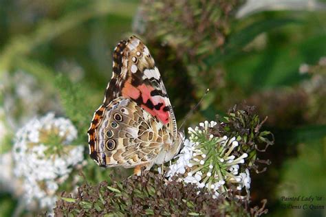 Denis Quinn's S.E. PA Butterfly Sightings Blog: American Lady vs ...