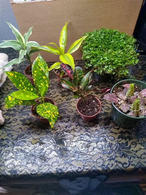 Bought some terrarium plants today, but was warned of digging... What plants do your snakes do ...