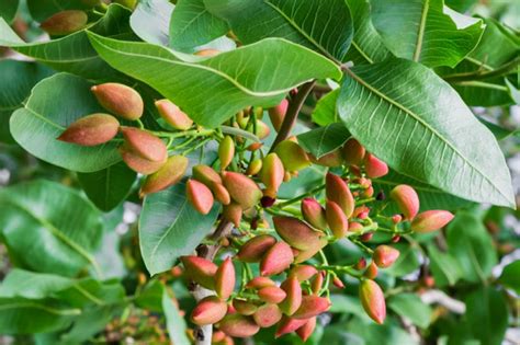 How to Grow Pistachio Trees