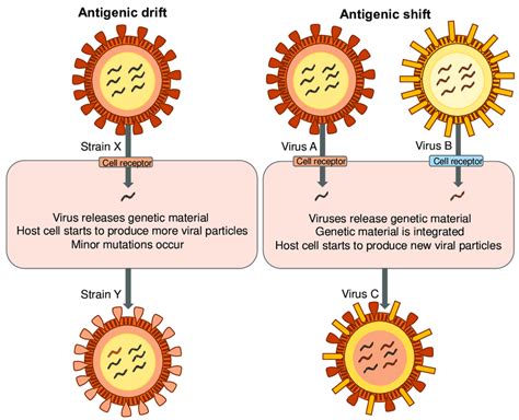 Mechanisms of viral mutation. | Download Scientific Diagram