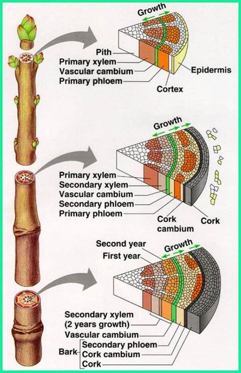 Cork Root Functions