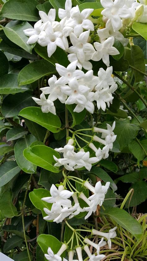 Madagascar Jasmine | Jasmine plant, Fragrant flowers, Planting flowers