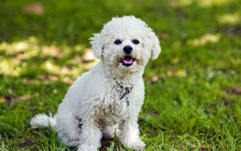 Bichon Frise: Five Tips for Taking Special Care