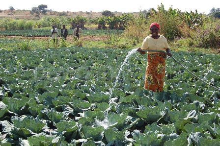 Food crop production in Bolgatanga in deficit