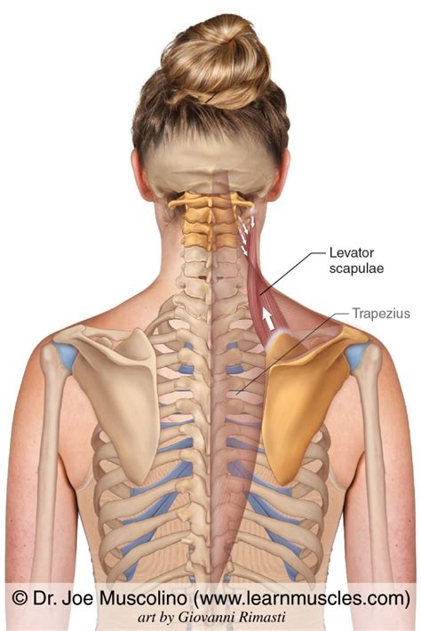 Levator Scapulae - Learn Muscles