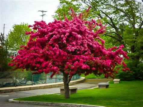 varieties of crabapple trees - Theo Montano