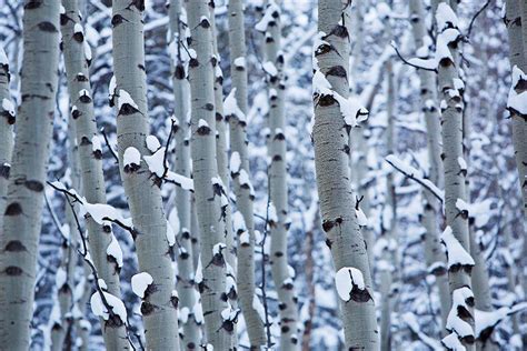 Aspen Snow Photos | Photos of Aspen Snow