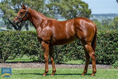 2024 Gold Coast Yearling Sale | Lot 811 | Encryption (AUS) | Jennifer ...