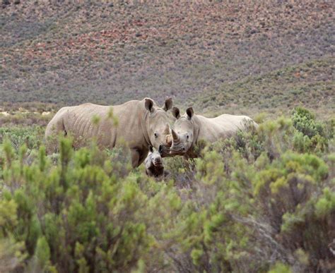 Hike Addicts - Cape Town Big 5 Safari on Quad Bikes & 4x4's