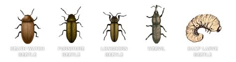 Life Cycle Of Woodworm