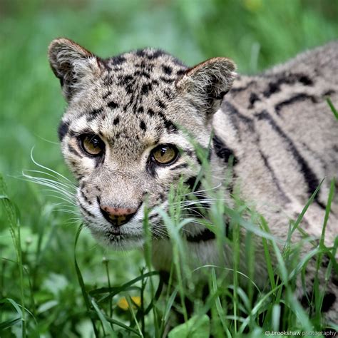 brookshawphotography | Clouded leopard, Small wild cats, Cat sanctuary