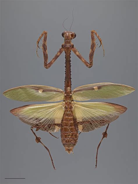 Scientists uncover re-evolution of disruptive camouflage in horned praying mantises