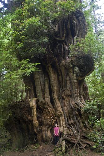 Big Cedar Tree, (tiny girl) Olympic National Park | This min… | Flickr