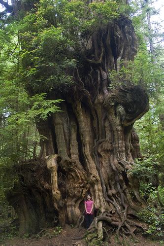 Big Cedar Tree, (tiny girl) Olympic National Park | This min… | Flickr