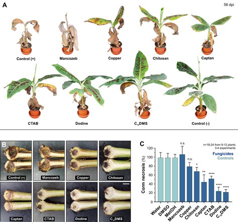 Breakthrough in protecting bananas from Panama disease